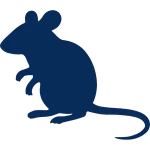 Empresa de desratização, acabar com ratos e ratazanas, iscas para ratos.